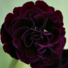 Primula Auricula Shalford - Abriachan Nurseries